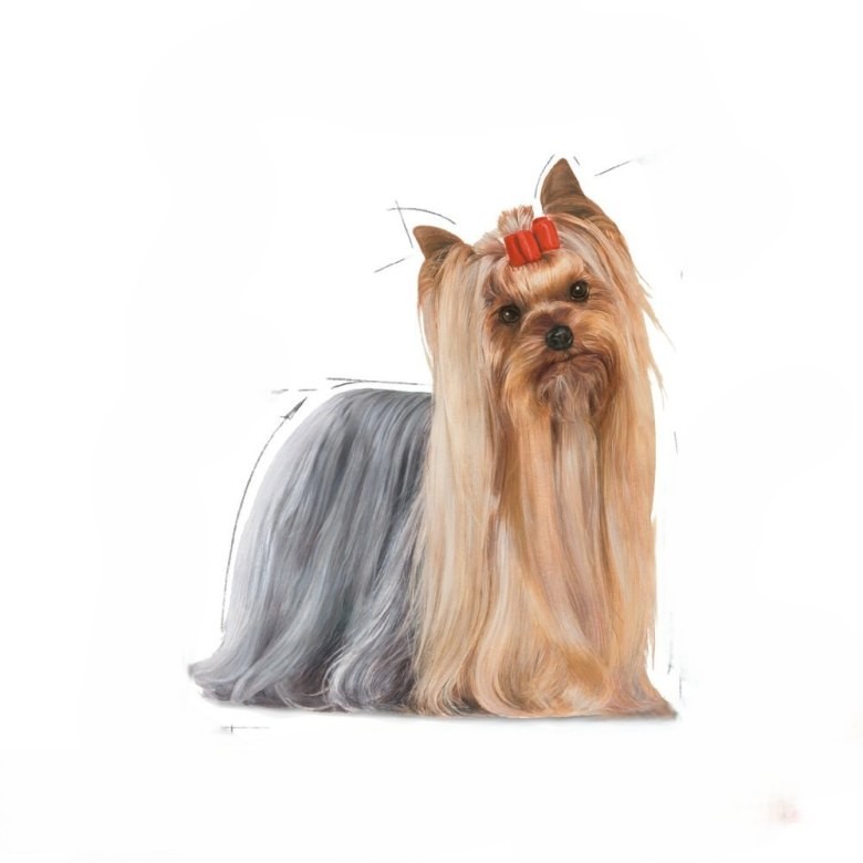 Yorkshire Terrier